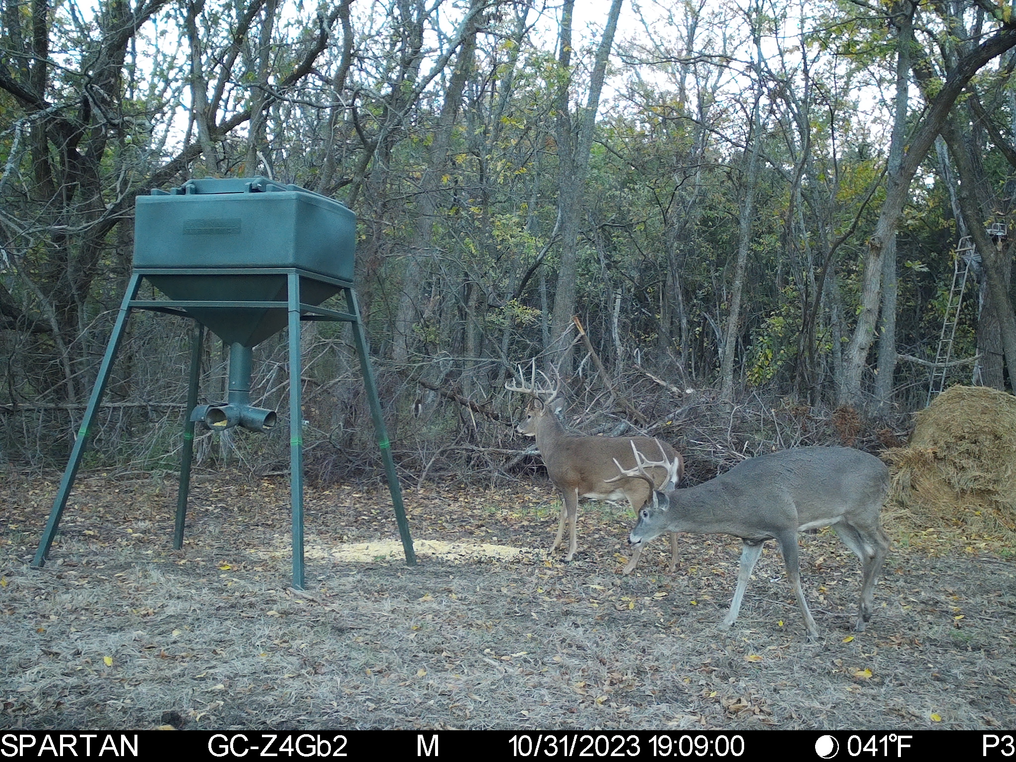 Big Bucks, Big Timber, and Big Income