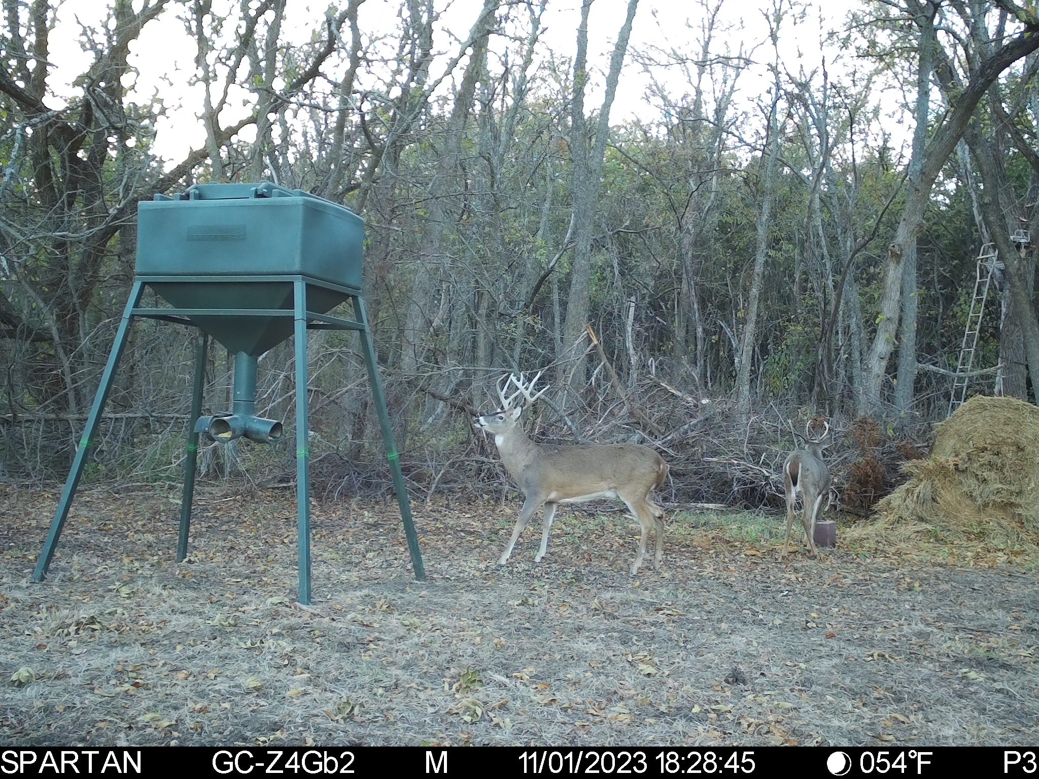 Big Bucks, Big Timber, and Big Income