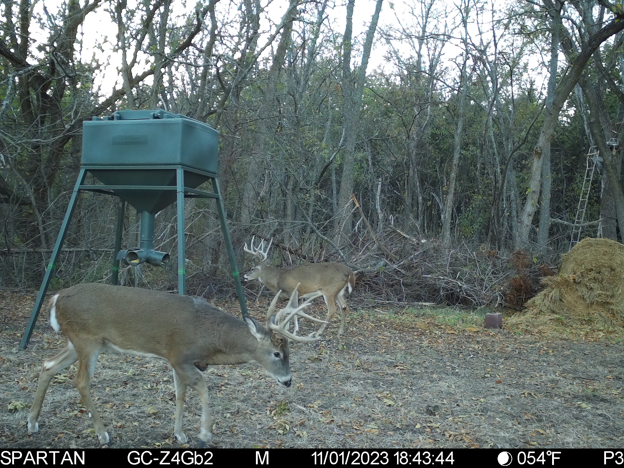 Big Bucks, Big Timber, and Big Income