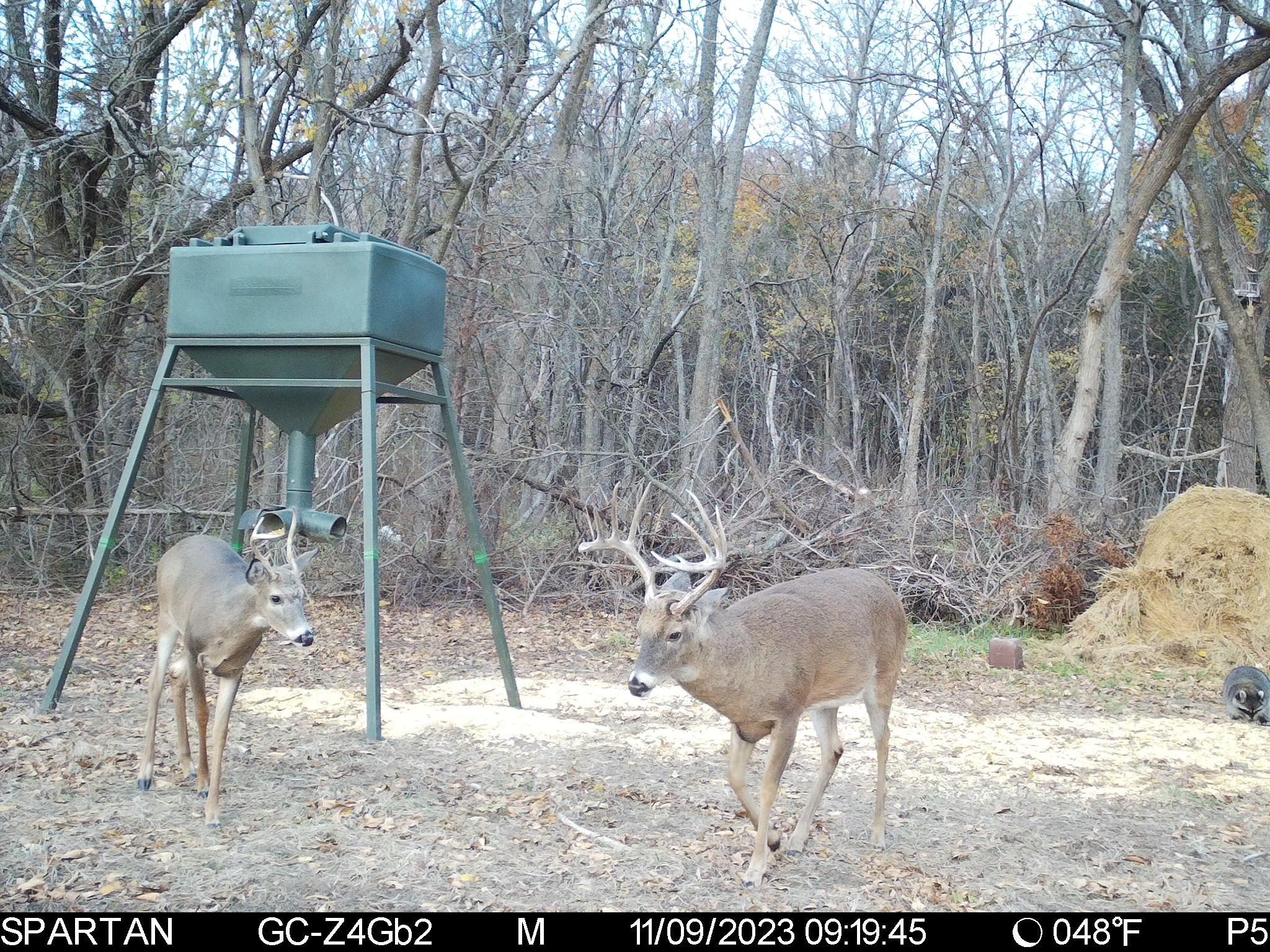 Big Bucks, Big Timber, and Big Income