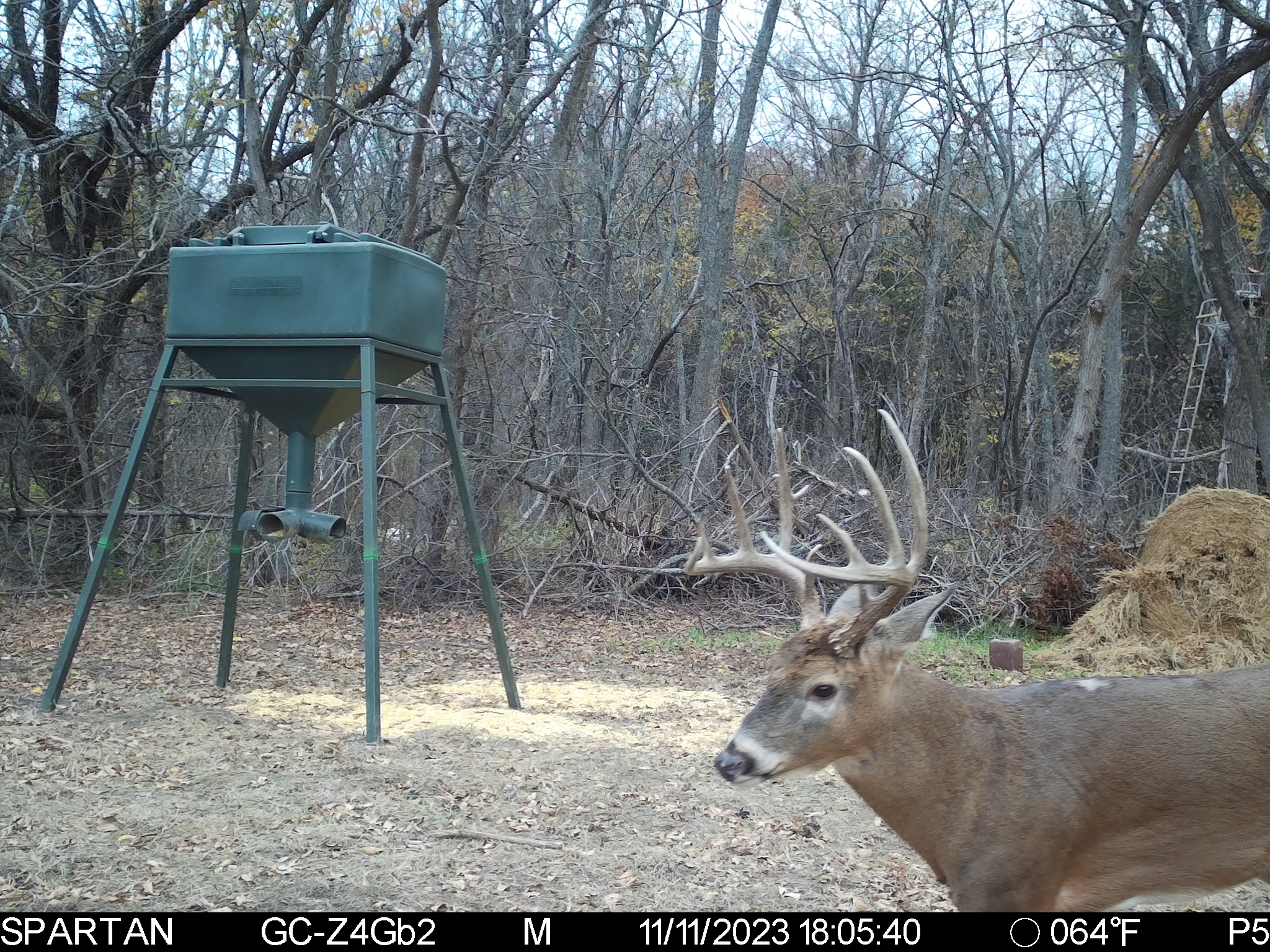 Big Bucks, Big Timber, and Big Income