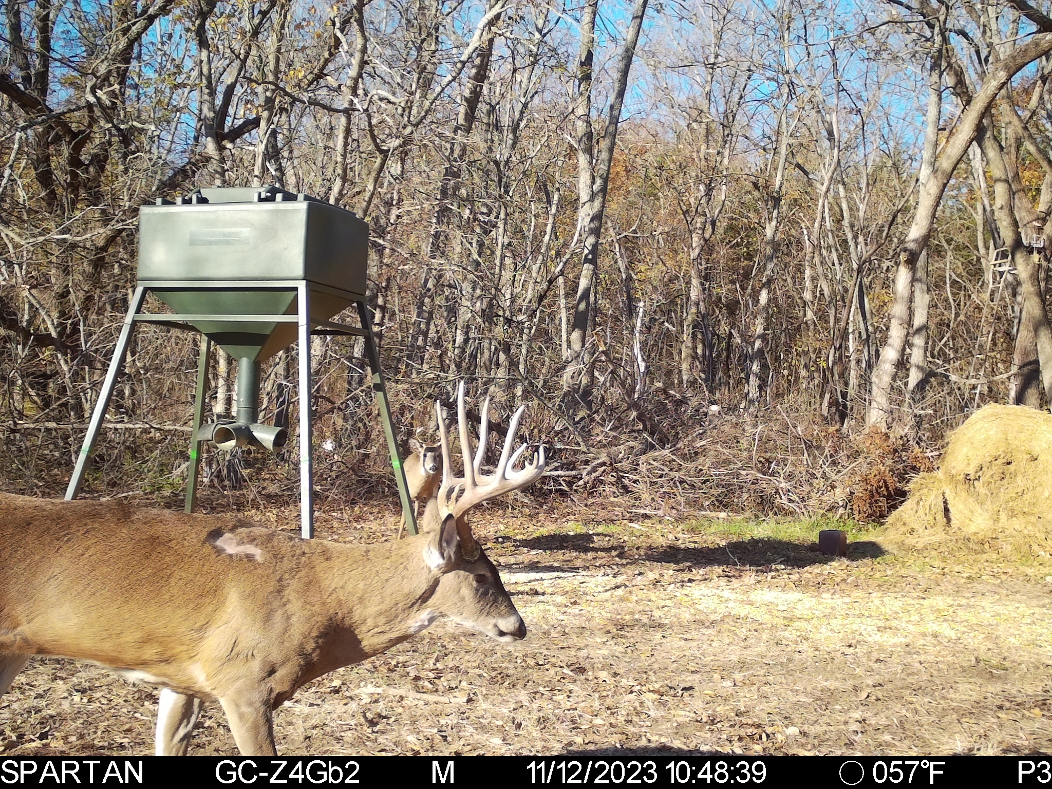 Big Bucks, Big Timber, and Big Income