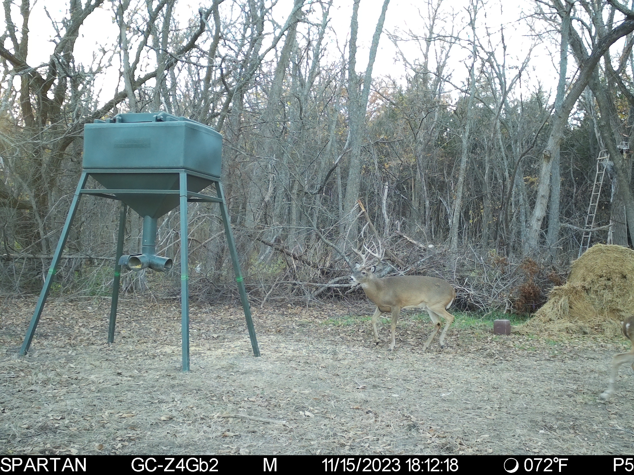 Big Bucks, Big Timber, and Big Income