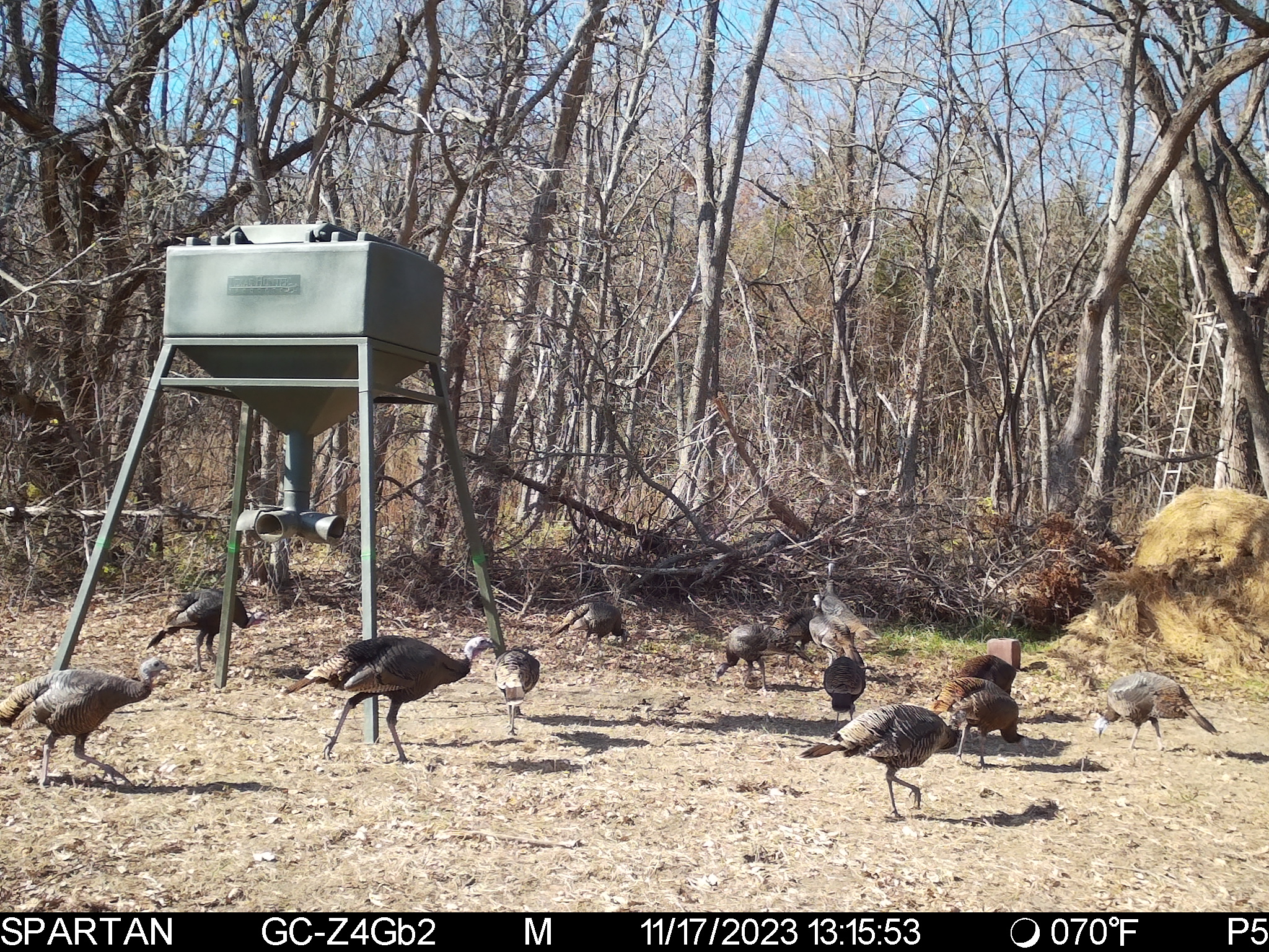 Big Bucks, Big Timber, and Big Income