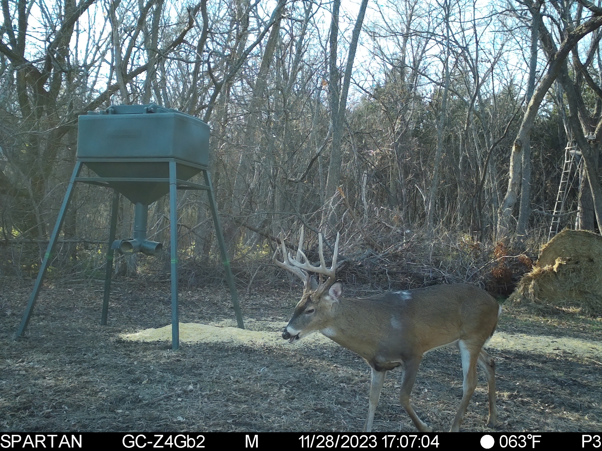 Big Bucks, Big Timber, and Big Income