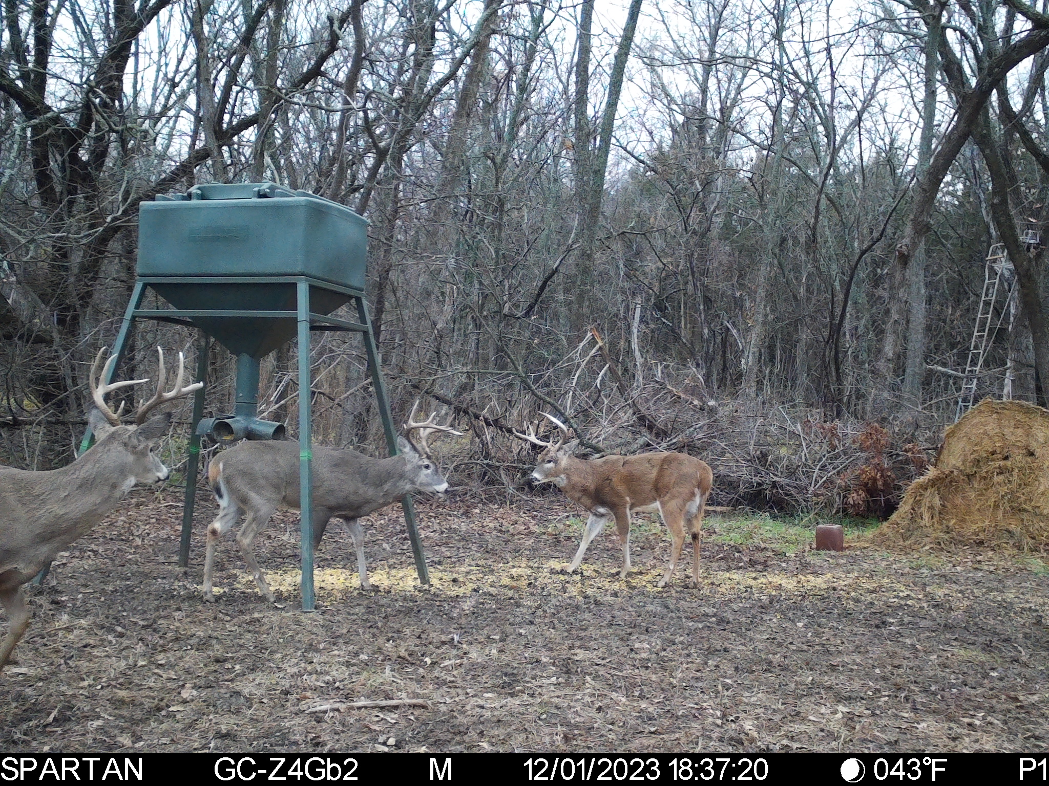 Big Bucks, Big Timber, and Big Income