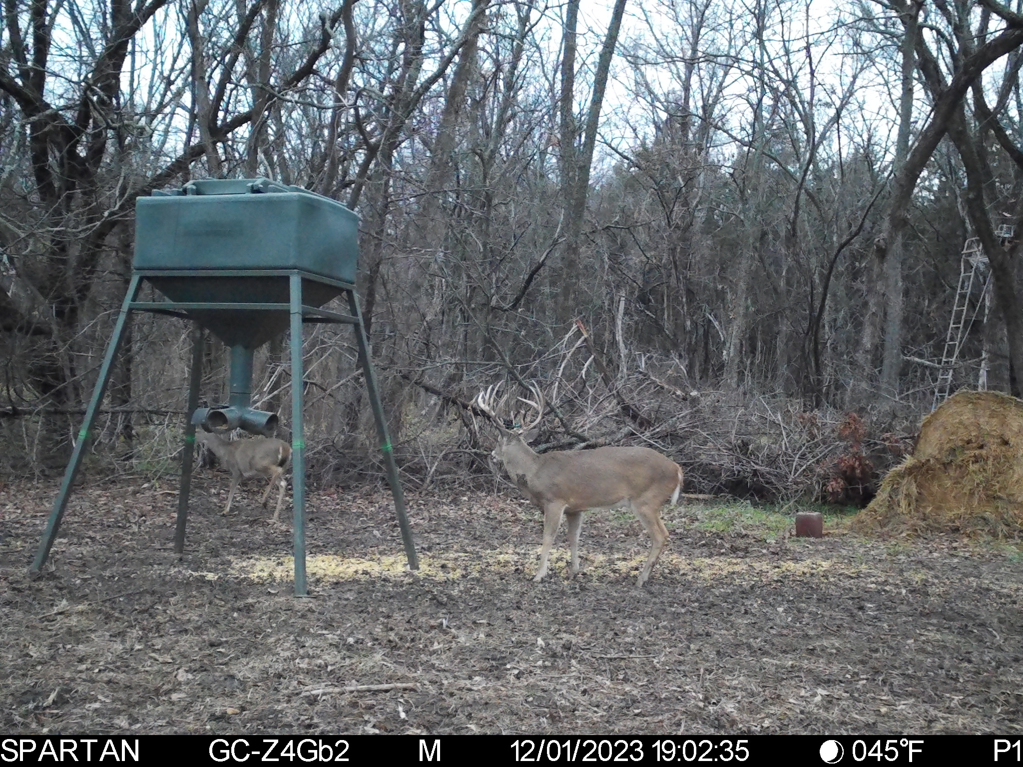 Big Bucks, Big Timber, and Big Income