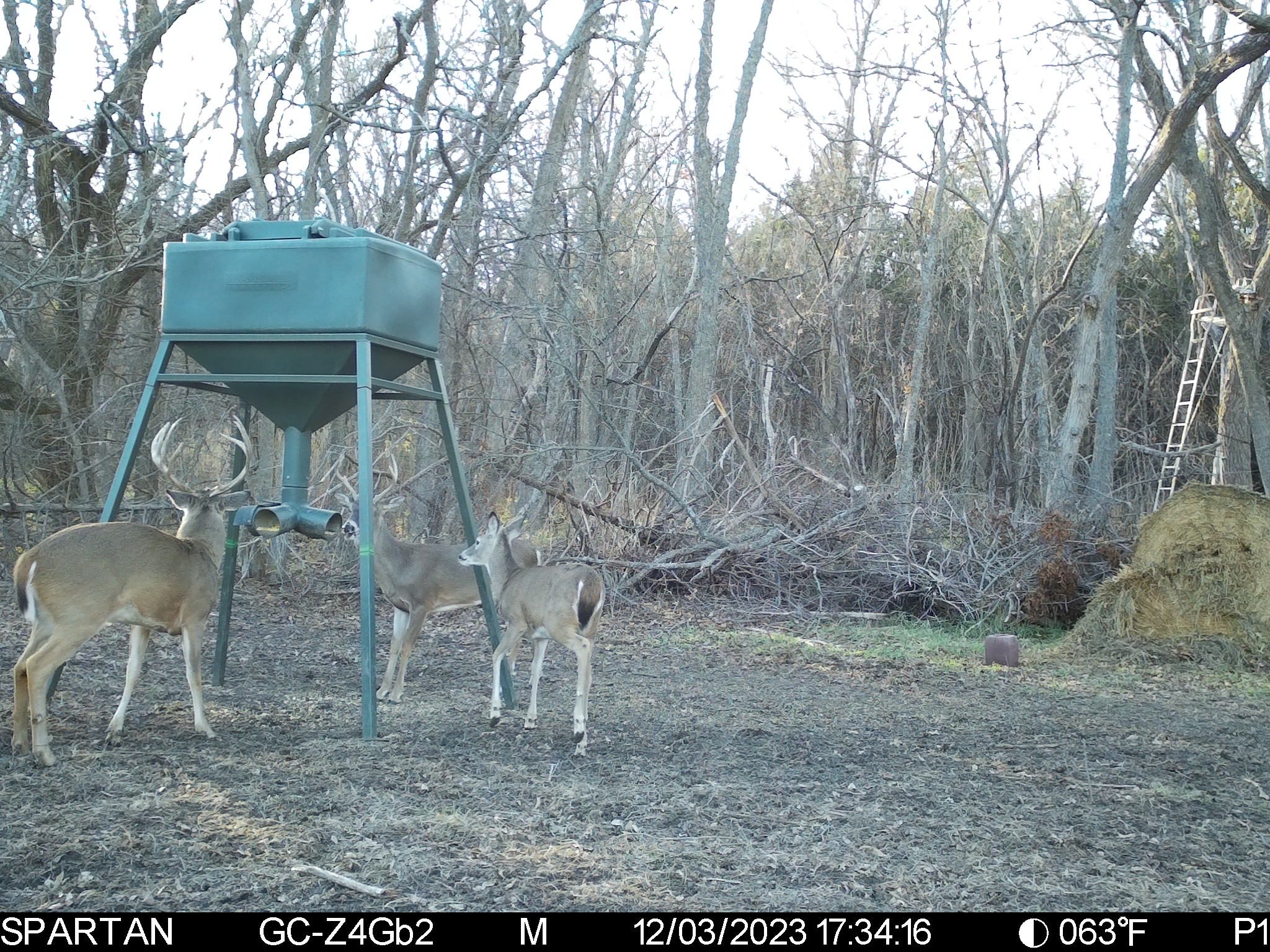 Big Bucks, Big Timber, and Big Income