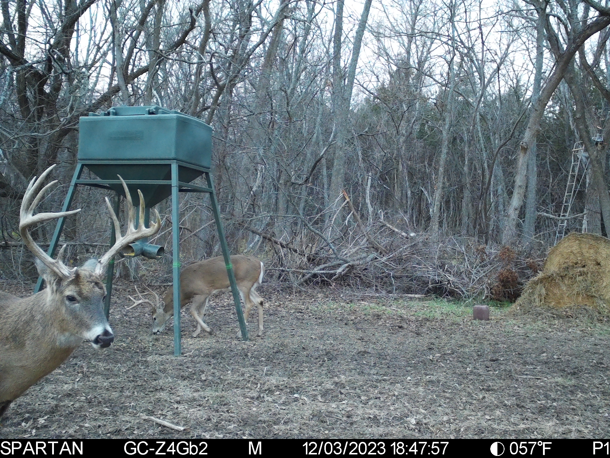 Big Bucks, Big Timber, and Big Income