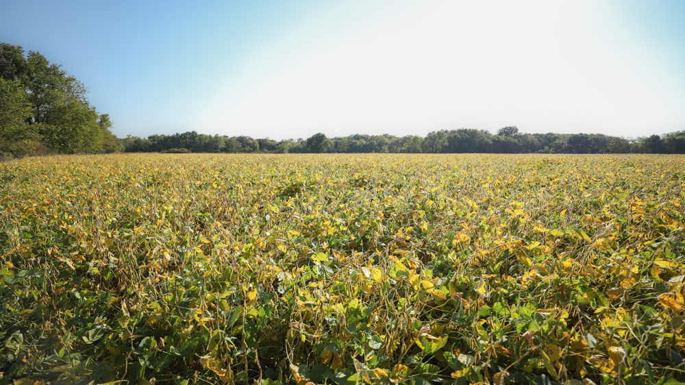 Productive Cropland and Recreational Farm with Residence