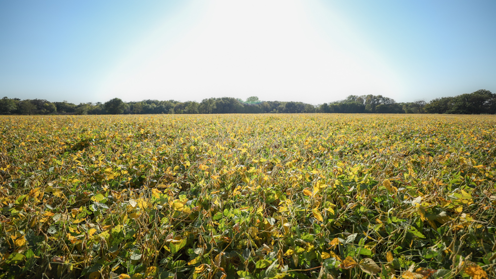 Productive Cropland and Recreational Farm with Residence