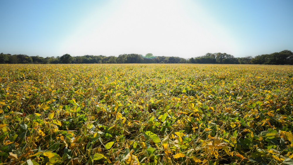 Productive Cropland and Recreational Farm with Residence
