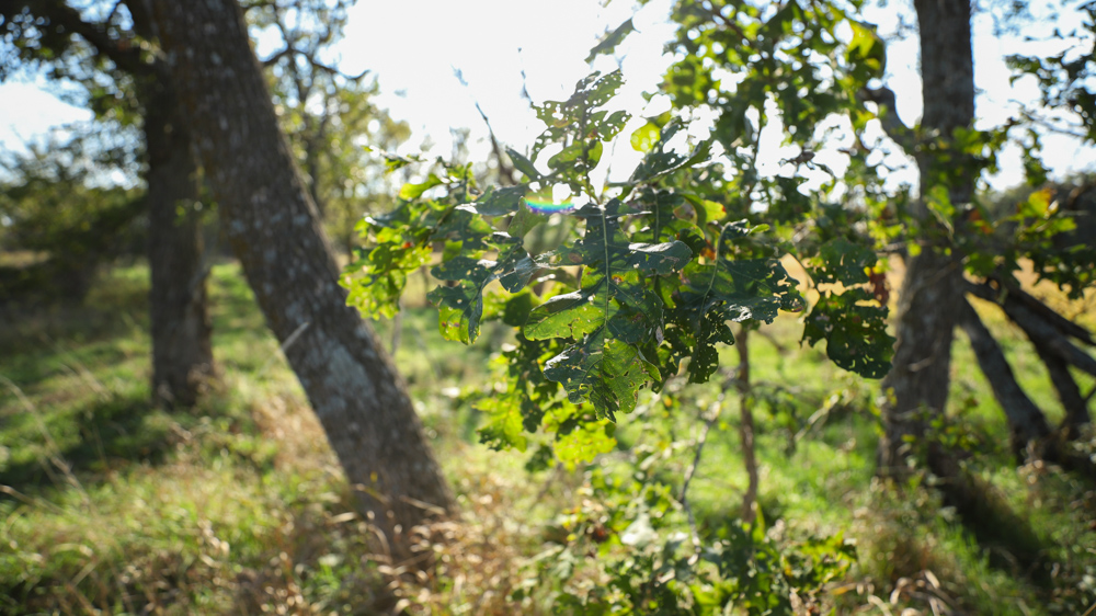 Productive Cropland and Recreational Farm with Residence