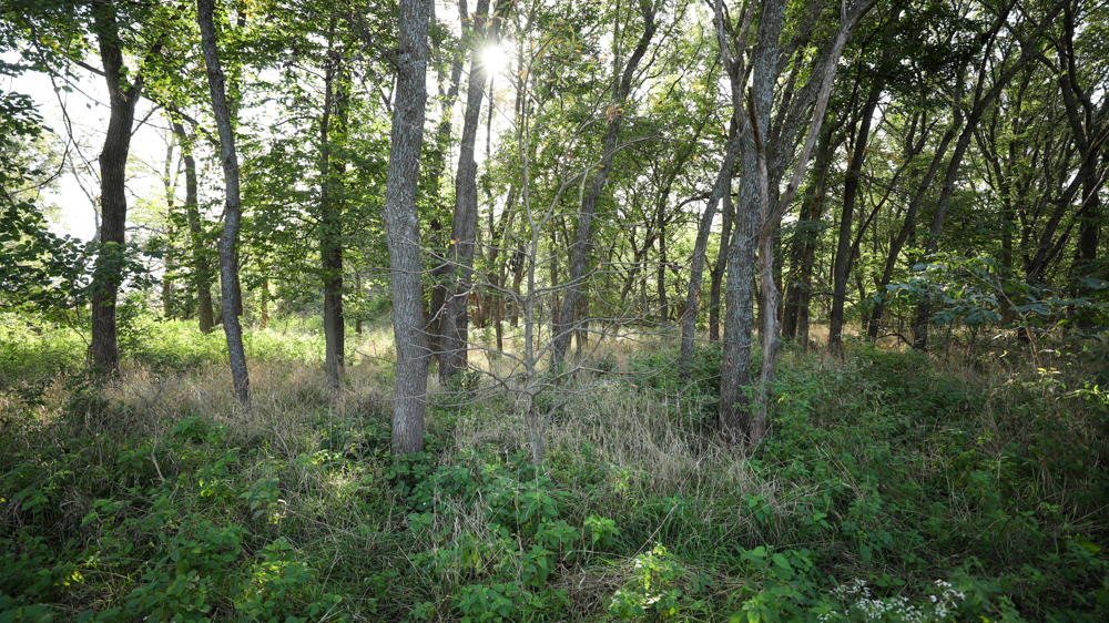 Productive Cropland and Recreational Farm with Residence