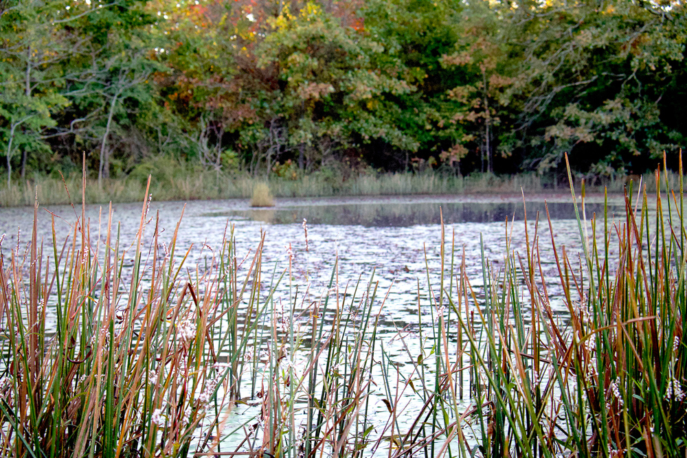 Premium Hunting Ground with Shop and Water Features