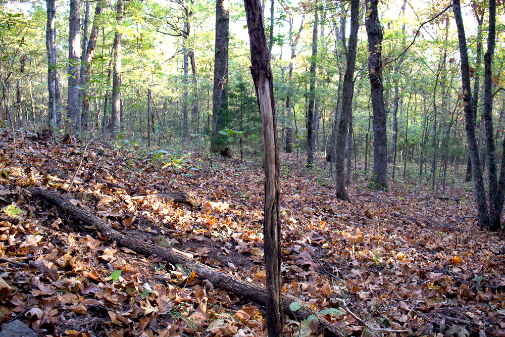 Premium Hunting Ground with Shop and Water Features
