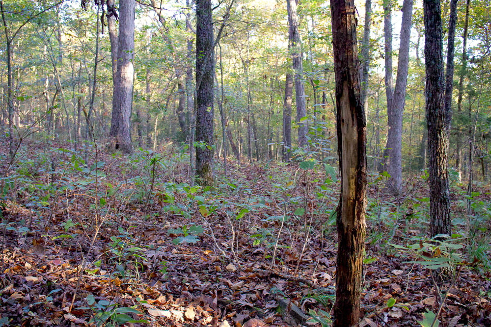 Premium Hunting Ground with Shop and Water Features