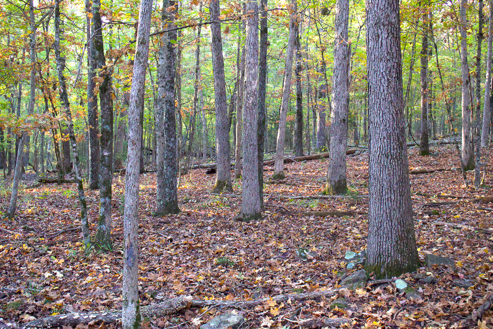 Premium Hunting Ground with Shop and Water Features