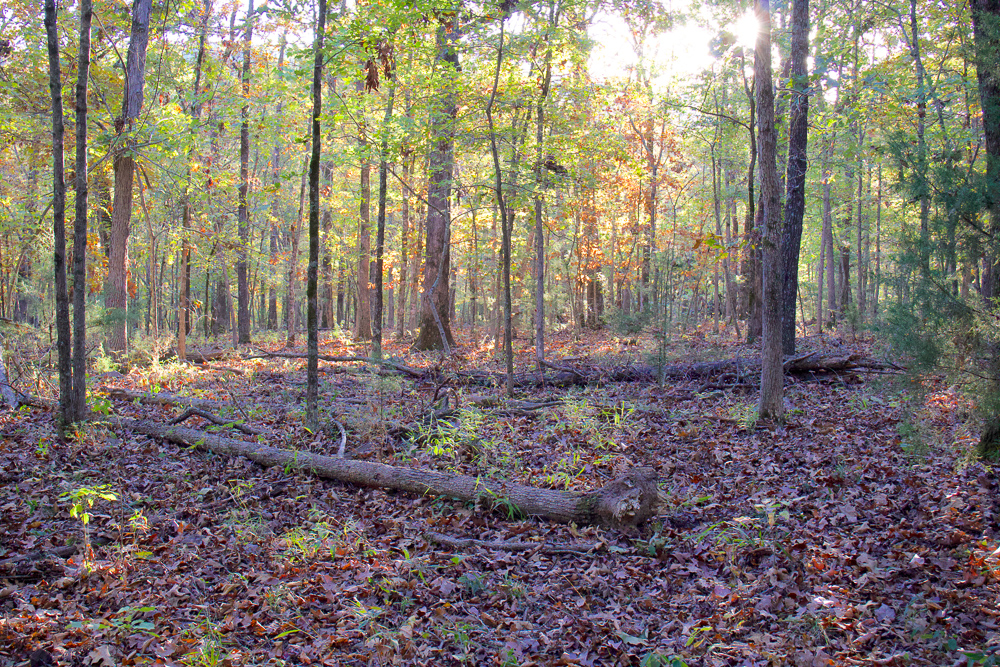 Premium Hunting Ground with Shop and Water Features