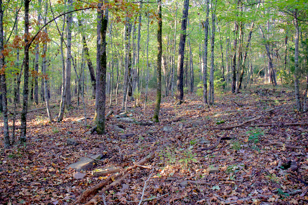 Premium Hunting Ground with Shop and Water Features