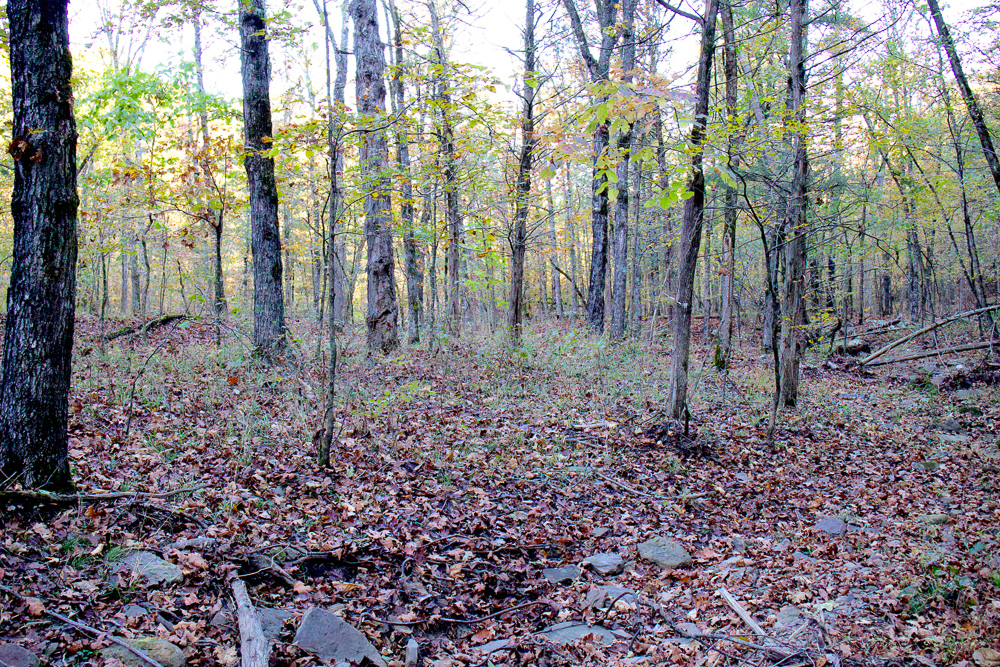 Premium Hunting Ground with Shop and Water Features