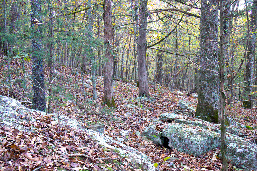 Premium Hunting Ground with Shop and Water Features