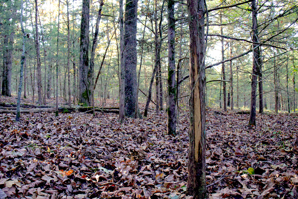 Premium Hunting Ground with Shop and Water Features