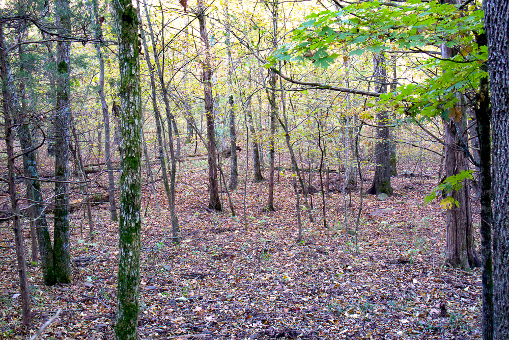 Premium Hunting Ground with Shop and Water Features