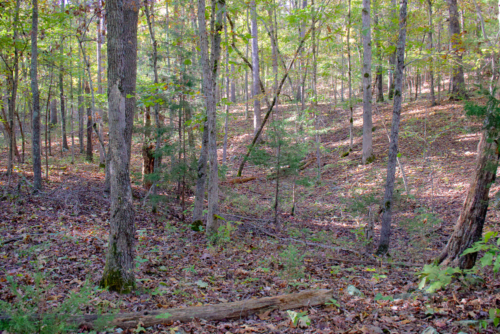 Premium Hunting Ground with Shop and Water Features