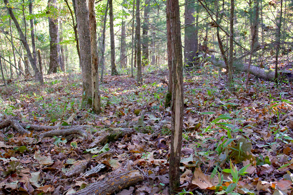 Premium Hunting Ground with Shop and Water Features