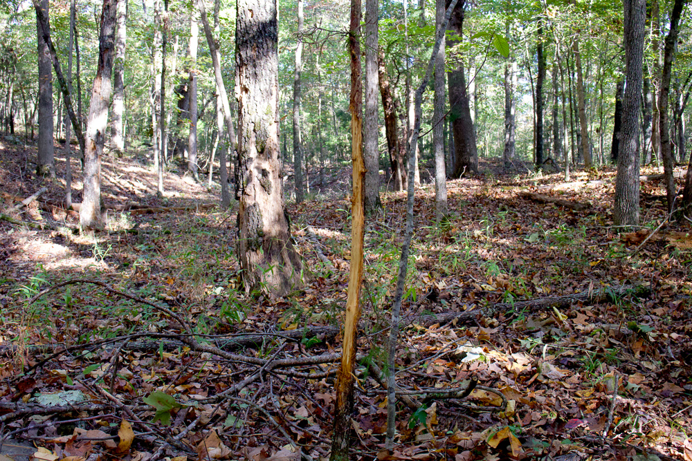 Premium Hunting Ground with Shop and Water Features