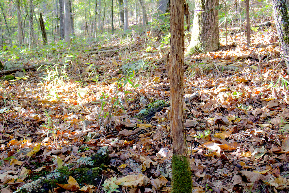 Premium Hunting Ground with Shop and Water Features
