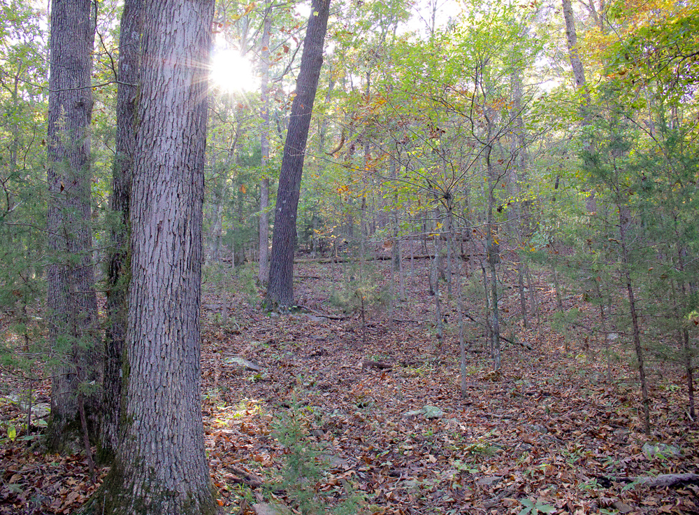 Premium Hunting Ground with Shop and Water Features