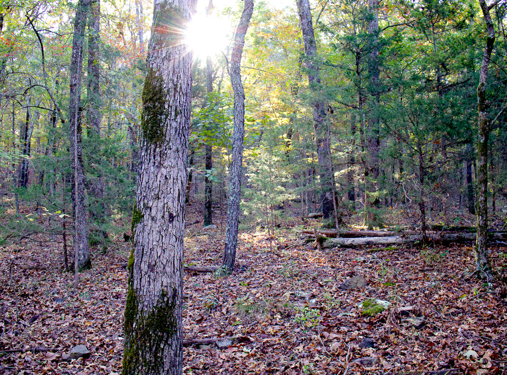 Premium Hunting Ground with Shop and Water Features