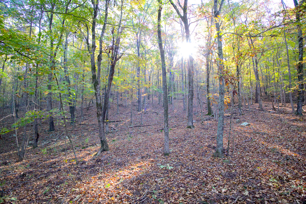 Premium Hunting Ground with Shop and Water Features