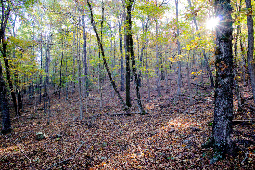 Premium Hunting Ground with Shop and Water Features