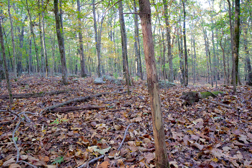 Premium Hunting Ground with Shop and Water Features