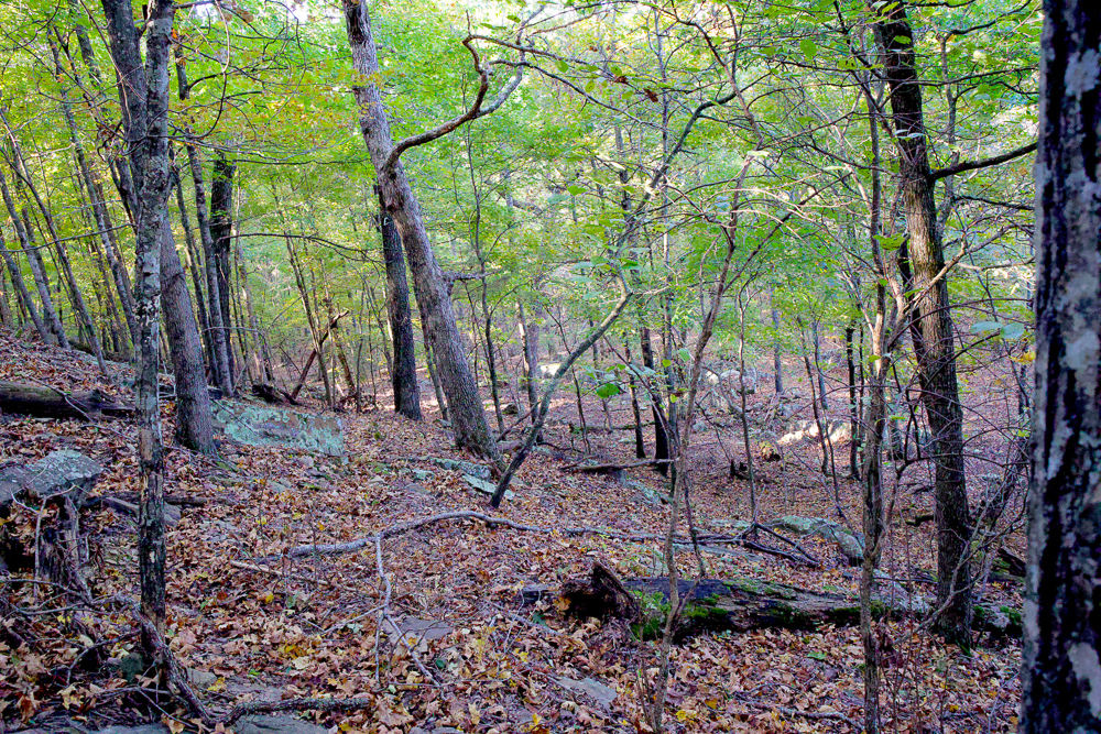 Premium Hunting Ground with Shop and Water Features