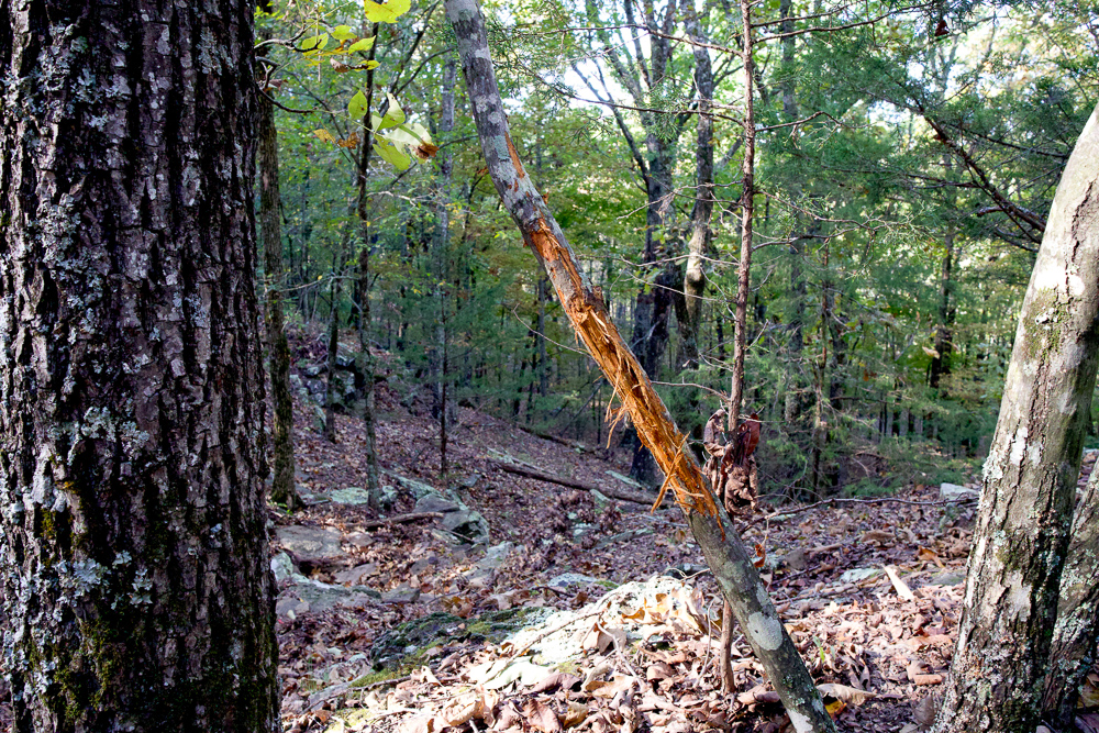 Premium Hunting Ground with Shop and Water Features