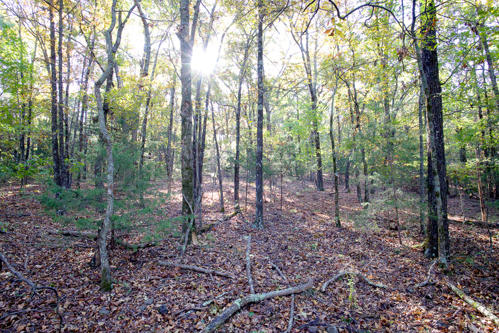 Premium Hunting Ground with Shop and Water Features