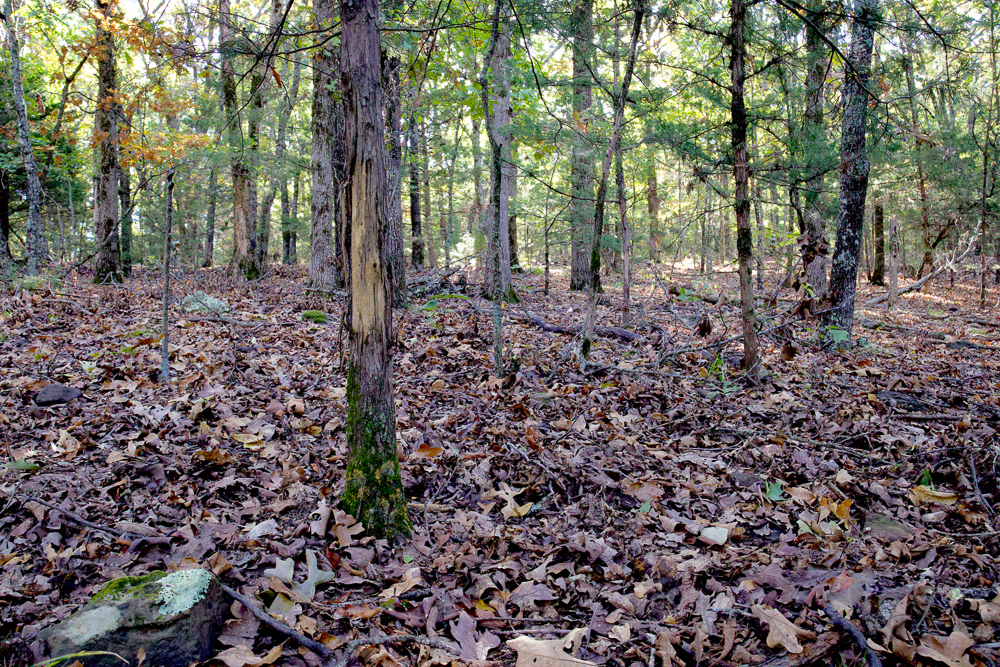Premium Hunting Ground with Shop and Water Features