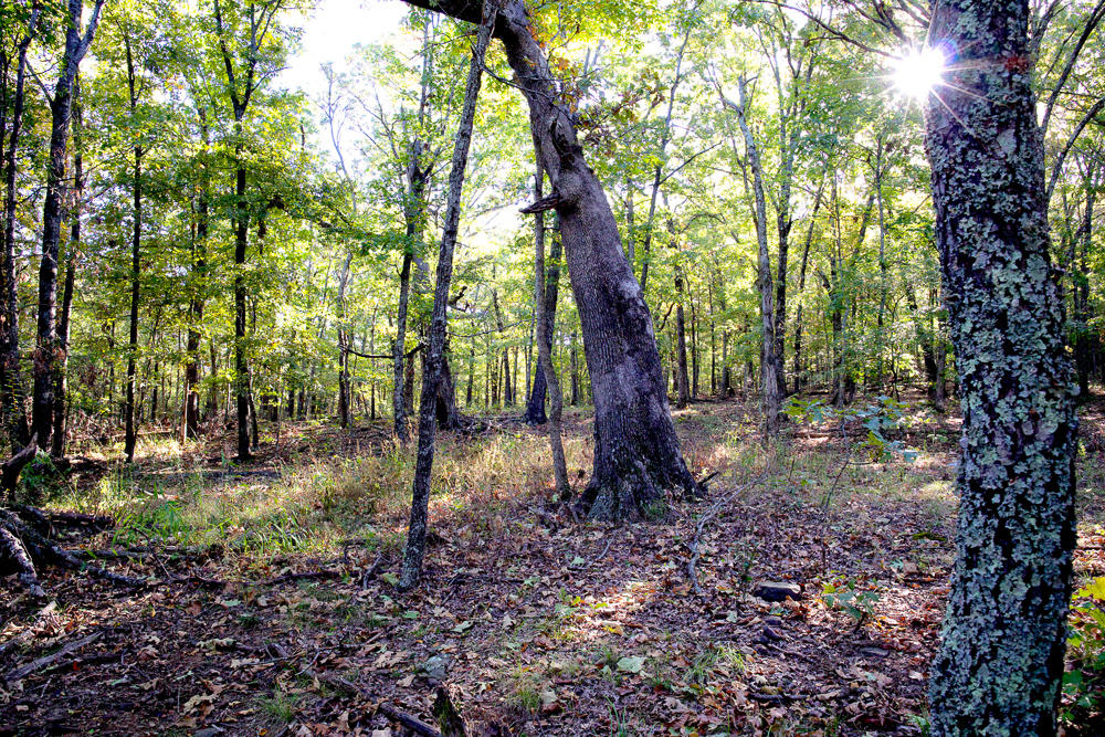 Premium Hunting Ground with Shop and Water Features