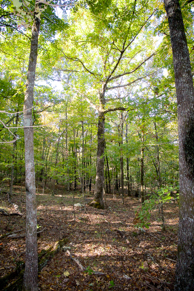 Premium Hunting Ground with Shop and Water Features