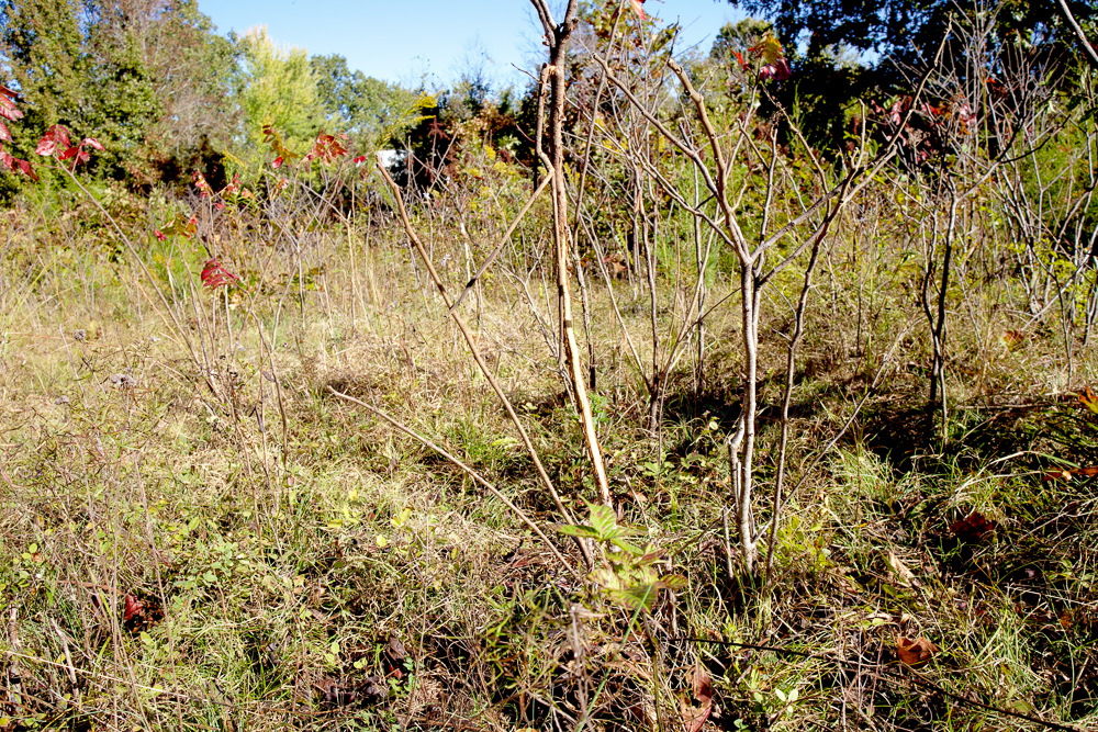 Premium Hunting Ground with Shop and Water Features