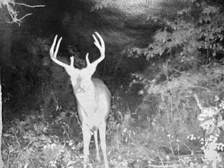 Hunting Paradise with Income