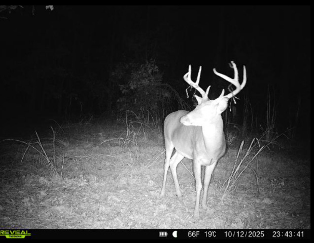 Multi-Use Land with Duck Pond, Year-Round Creek, and Prime Hunting Opportunities