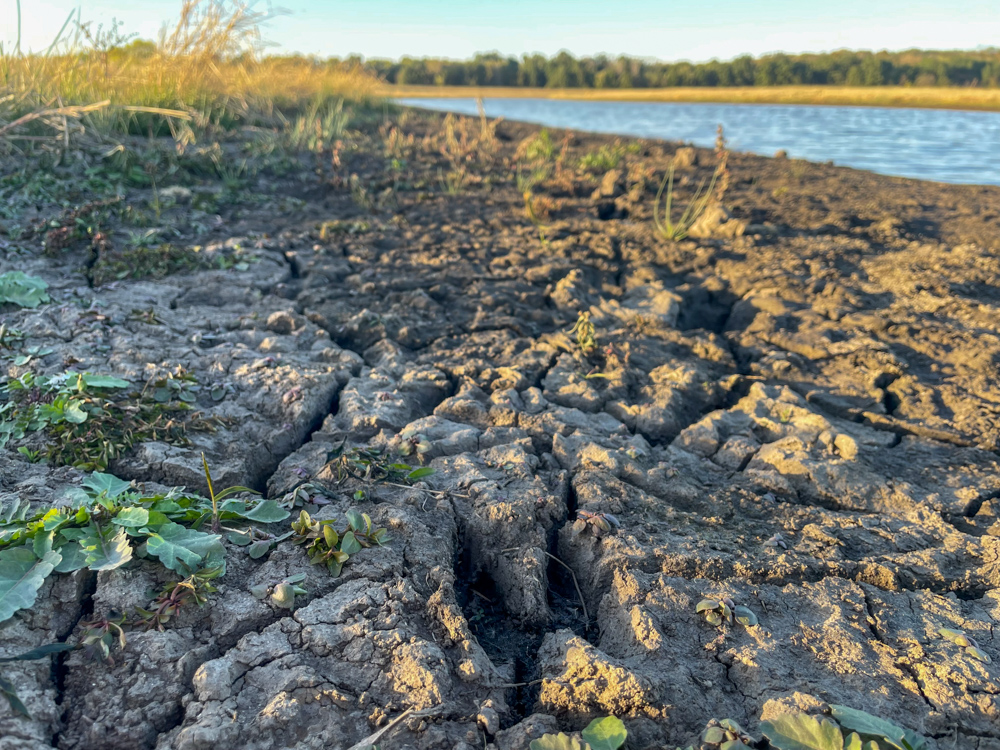 Bird Hunter's Paradise