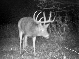 Hunting Paradise with Income