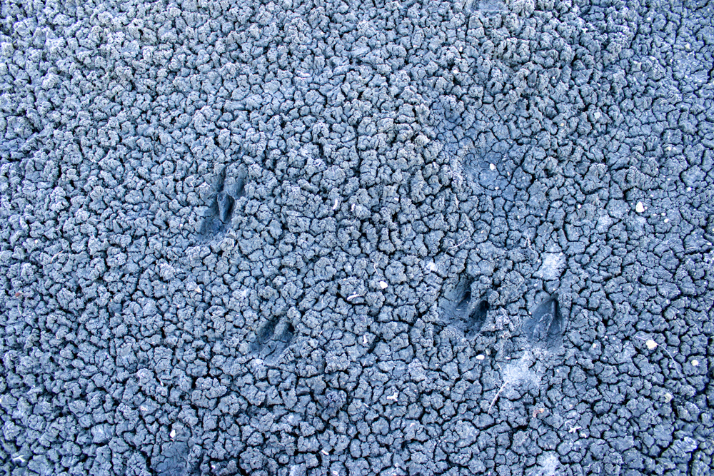 Juniper Hills Build Site