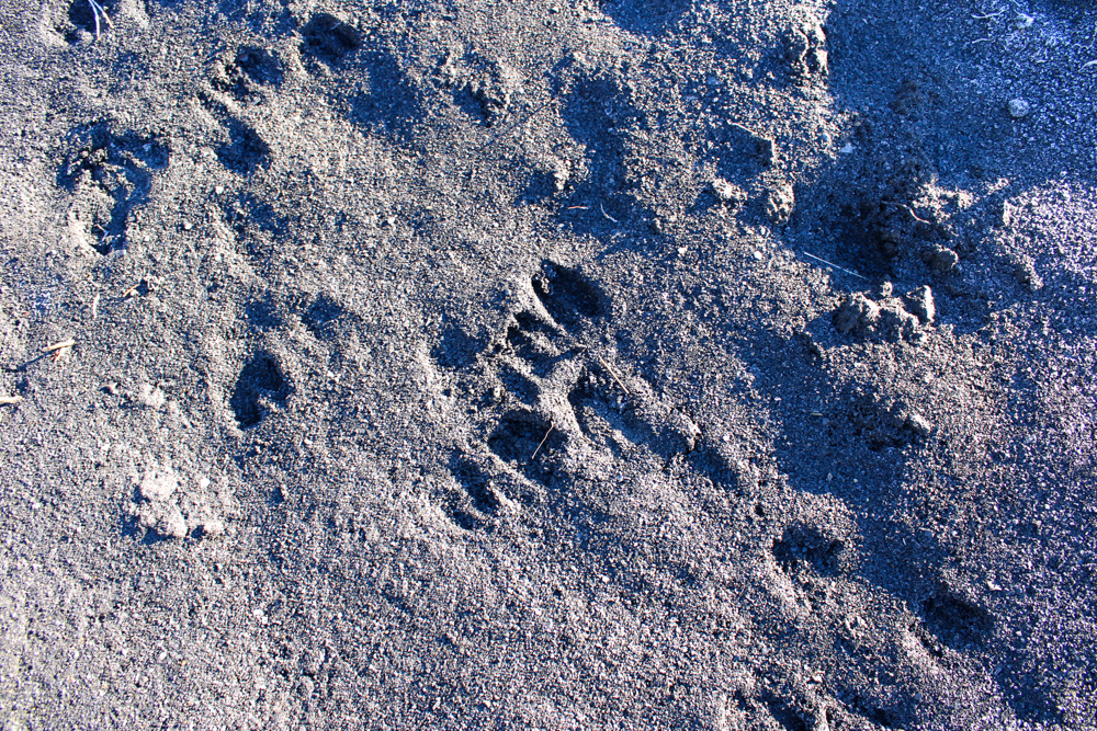 Juniper Hills Build Site